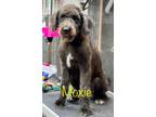 Adopt MOXIE a Poodle, Labrador Retriever