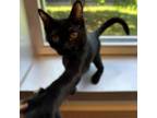 Adopt Phoebe a Domestic Short Hair