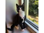 Adopt Boots a Domestic Short Hair