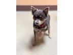 Adopt Princess Pooh a Pomeranian