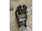 Adopt Sissy a Mixed Breed