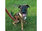 Adopt Lyma a German Shorthaired Pointer, Belgian Shepherd / Malinois