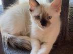 Beautiful Ragdoll Kittens