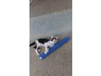 Adopt Bitsee a American Shorthair