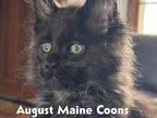 Maine Coon Kittens