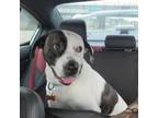 Adopt Buckles a Pit Bull Terrier, Mixed Breed