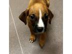 Adopt 30569 Dolly a Mixed Breed