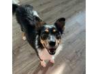 Adopt 30520 Roxy a Australian Shepherd, Mixed Breed