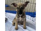 Adopt 30580 Skittles a Shepherd, Husky
