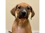 Adopt 30565 Martha a Mixed Breed