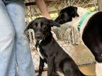 Adopt Brixton a Border Collie