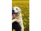 Adopt Elsa a Great Pyrenees