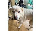 Adopt Allie a Siberian Husky