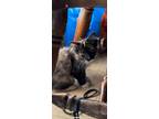 Adopt Lulu a Domestic Medium Hair