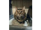 Adopt Ember a Domestic Long Hair