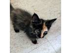 Adopt Tiny a Domestic Long Hair