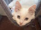 Ragdoll Kittens