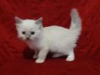 Blue Mitted Male In Molly's Litter