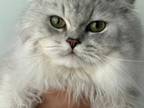 Scottish Straight Cat Mating Service