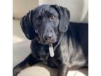 Adopt Pancake a Black Labrador Retriever