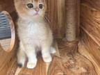 Female British Shorthair