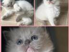 3 Ragdoll Kittens Kats Ravishing Ragdolls