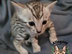 F6 SBT Silver Savannah Male Aang