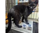 Adopt Penelope a Domestic Short Hair