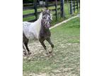 Rare Miniature Appaloosa with Blue Eyes