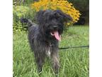 Adopt Willow a Terrier