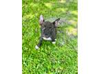 Adopt Zyla a Mixed Breed