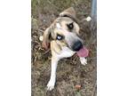 Adopt Georgia a Shepherd, Cattle Dog