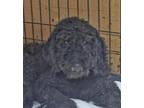 Adopt Ashes a Poodle, Mixed Breed