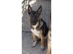 Adopt Bailey (Bambi) a Shepherd, Australian Cattle Dog / Blue Heeler