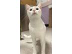 Adopt Love Note a Siamese, Domestic Short Hair