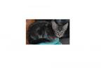 Adopt Stella - Venma Dark Pink Collar a Siberian, Domestic Short Hair