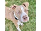 Adopt Taylor Swift a Pit Bull Terrier