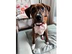Adopt Bubbles a Boxer, Pit Bull Terrier