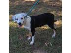 Adopt Snickers a Australian Shepherd, Foxhound