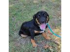 Adopt Milky Way a Australian Shepherd, Foxhound