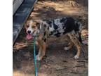 Adopt Reeses a Australian Shepherd, Foxhound