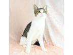Adopt Sissy a Domestic Short Hair