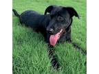 Adopt Remi a Labrador Retriever
