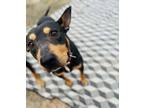 Adopt Ruth and Raya a Rottweiler, Shepherd