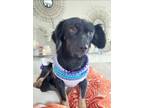 Adopt NAOMI a Dachshund