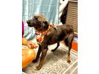 Adopt Cheyanne a Australian Shepherd