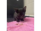 Adopt Tuba a Domestic Short Hair