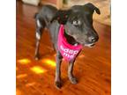 Adopt Lucielle a Retriever, Mixed Breed