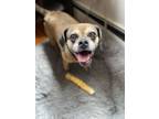 Adopt Phoebe a Beagle, Pug