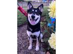 Adopt Melonie a Husky, German Shepherd Dog